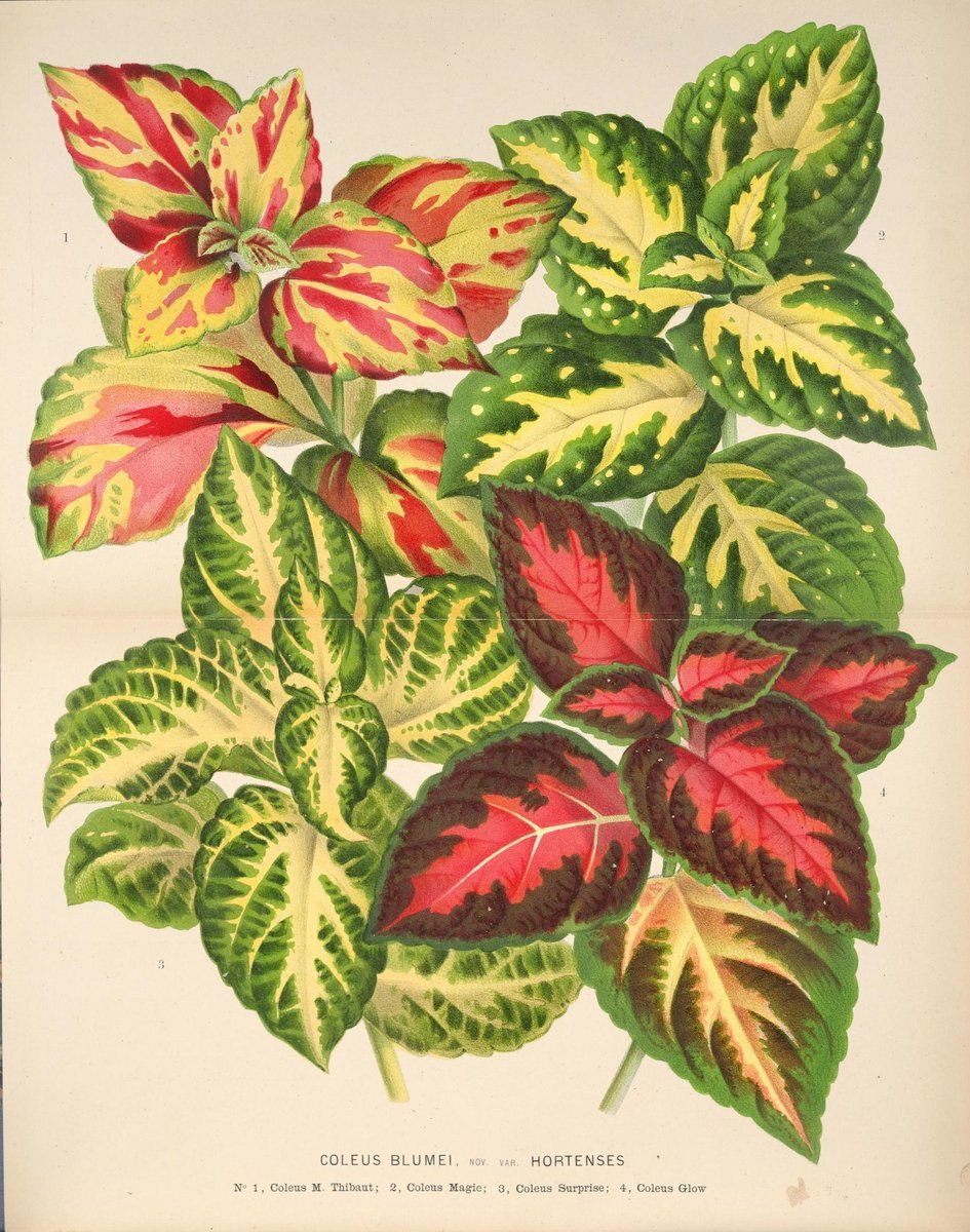 Coleus History